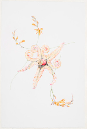 © LARS HINRICHS, UNTITLED (STARFISH), 2011, AQUARELLE, 56 X 38 CM